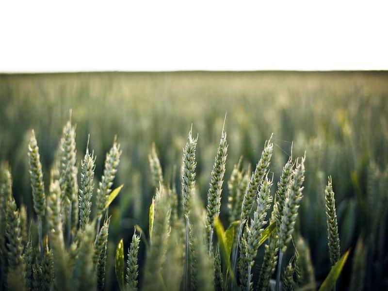 Integrated Wellness Center